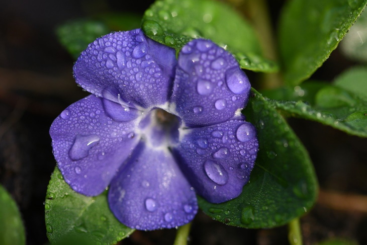 Naturally Blue Flowers Periwinkle (Catharanthus roseus)