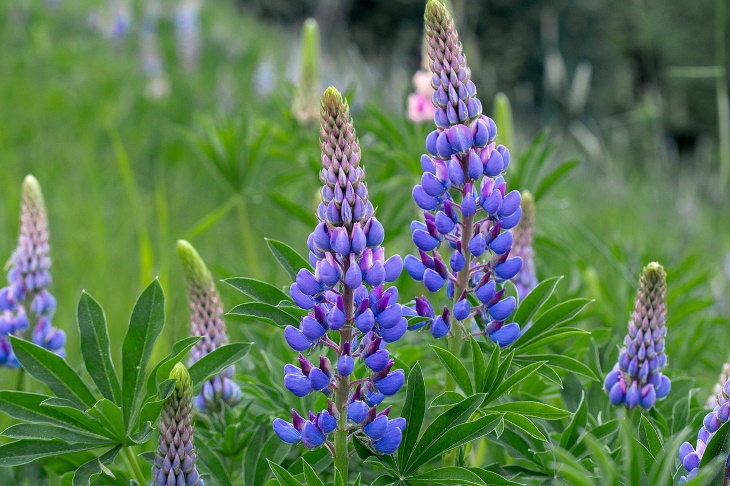 Naturally Blue Flowers Lupine (Lupinus)