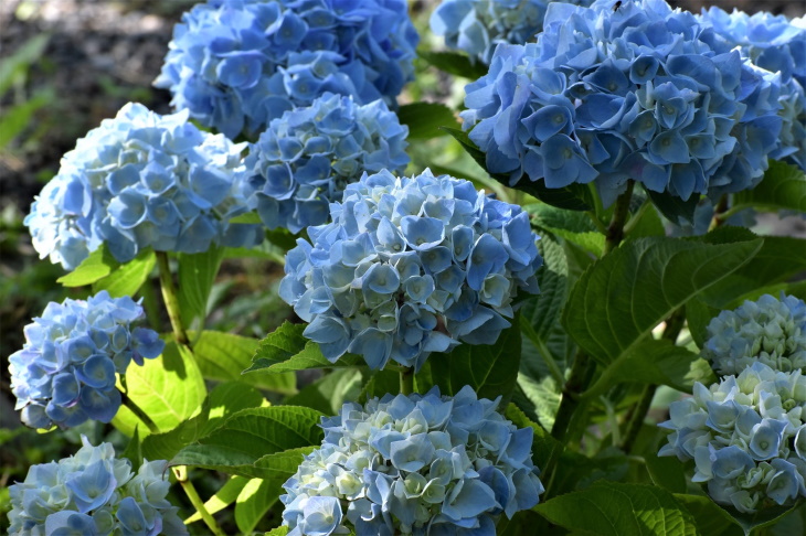 Naturally Blue Flowers French Hydrangea (Hydrangea macrophylla)