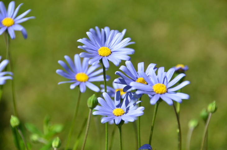 Naturally Blue Flowers Blue Daisy (Felicia amelloides)