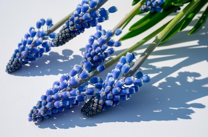 Naturally Blue Flowers Grape Hyacinth (Muscari sp.)