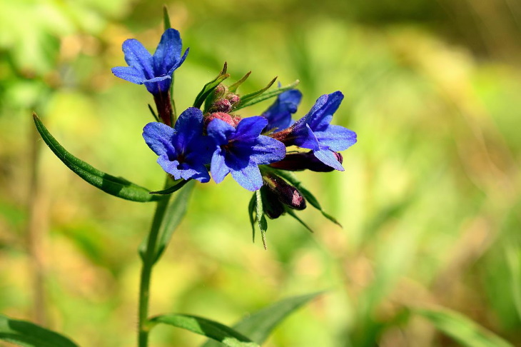 Naturally Blue Flowers Siberian squill (Scilla siberica)