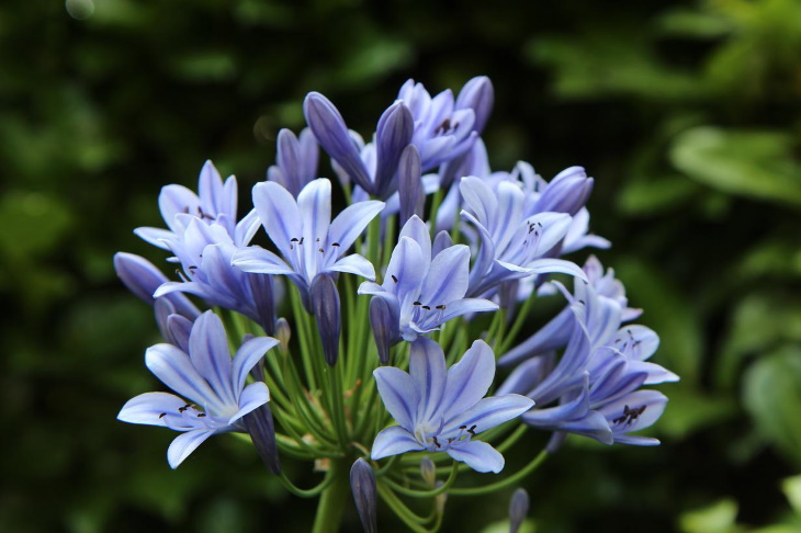 Naturally Blue Flowers Lily of the Nile (Agapanthus africanus)
