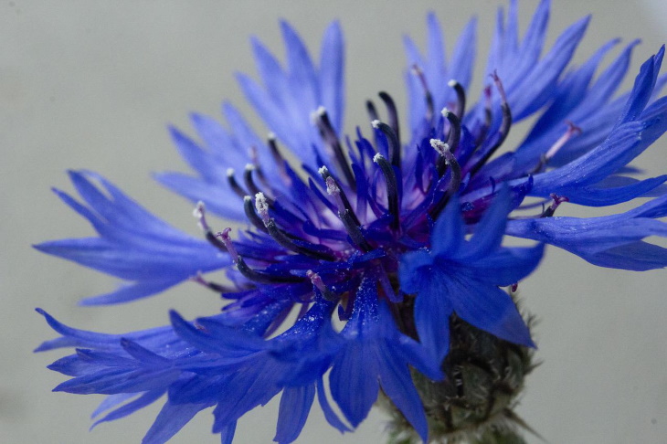 Naturally Blue Flowers Cornflower (Centaurea cyanus)