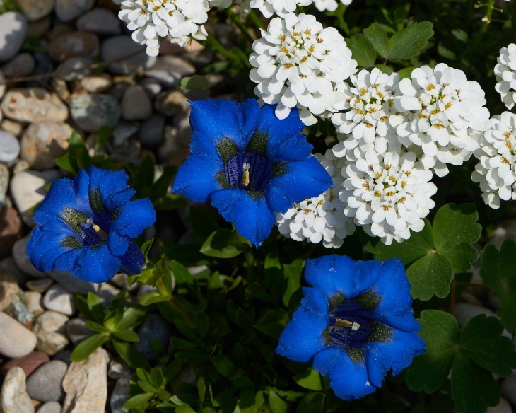 Naturally Blue Flowers Gentians (Gentiana sp.)