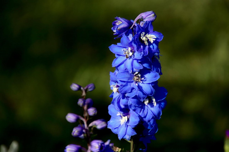 Naturally Blue Flowers Delphinium (Delphinium selections)