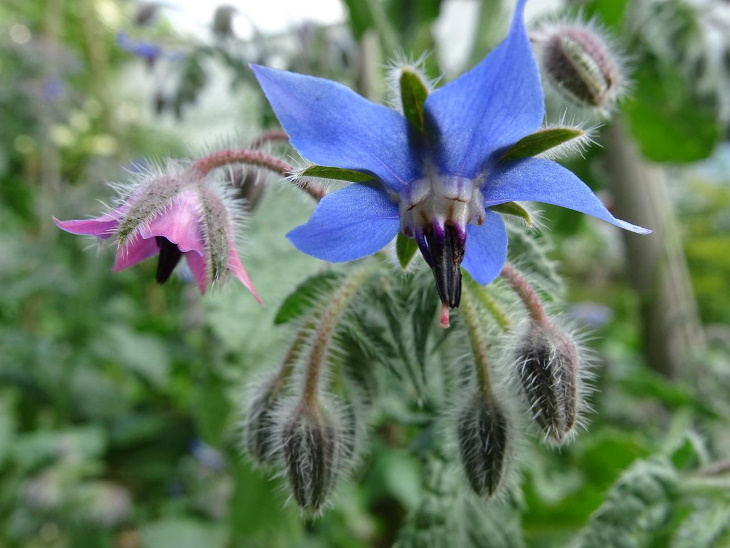 Naturally Blue Flowers Borage (Borago officinalis)