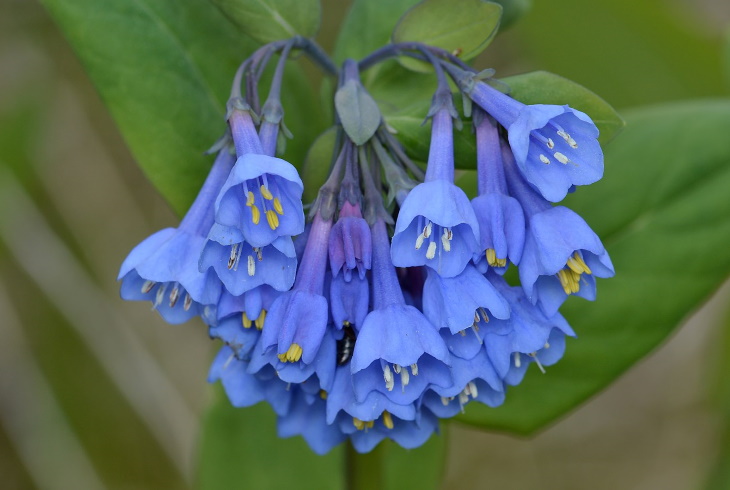 Naturally Blue Flowers