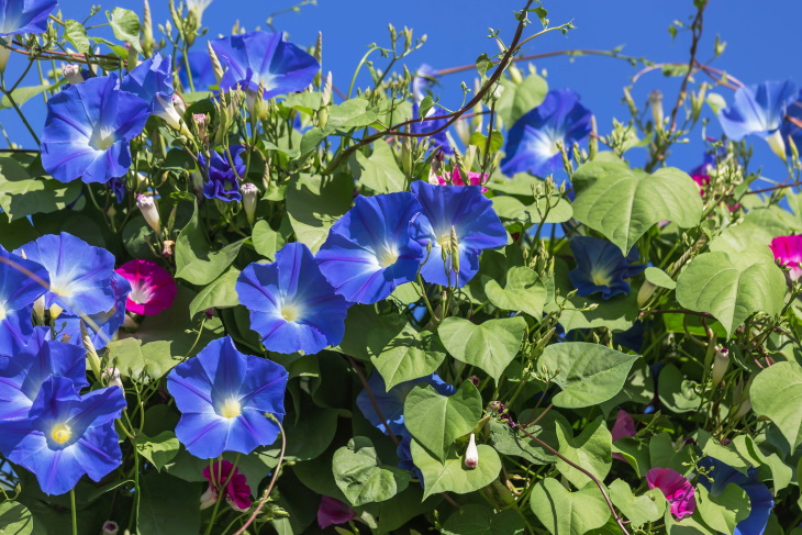 Naturally Blue Flowers Morning glory Ipomoea tricolor 'Heavenly Blue'