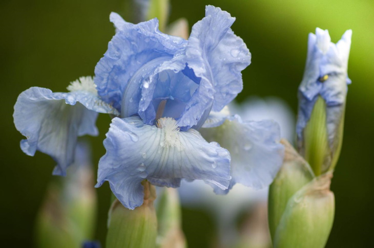 Naturally Blue Flowers Iris