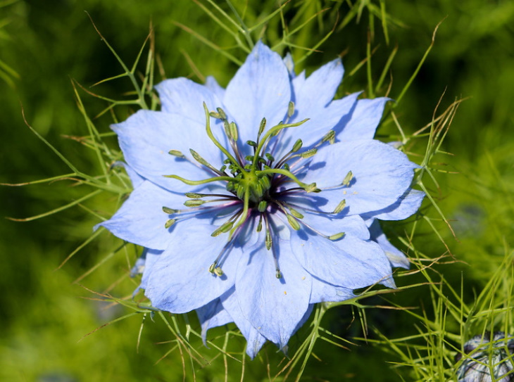 Naturally Blue Flowers Love in a Mist (Nigella damascena)