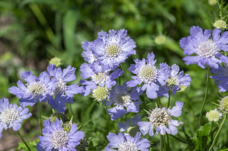 Naturally Blue Flowers Pincushion Flower (Scabiosa sp.)