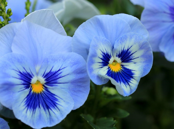 Naturally Blue Flowers Blue Pansy (Viola tricolor var. hortensis)