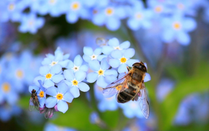 Naturally Blue Flowers Forget-Me-Nots (Myosotis palustris 'Southern Blues')