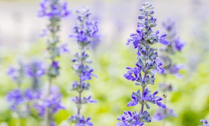 Texas native plants -  9. Mealy Blue Sage (Salvia farinacea)