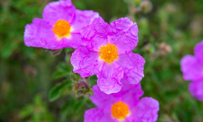 Texas native plants - Rock Rose (Pavonia lasiopetala)