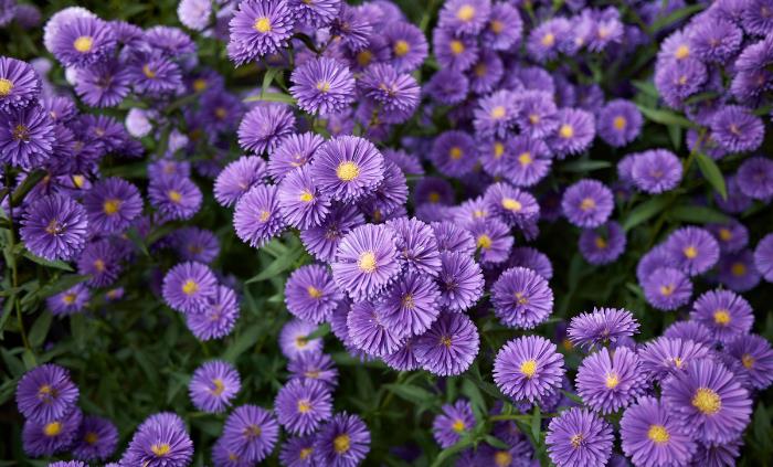 Texas native plants - Fall Aster (Symphyotrichum oblongifolium)