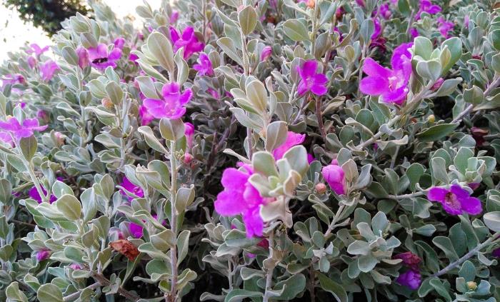 Texas native plants - Texas sage