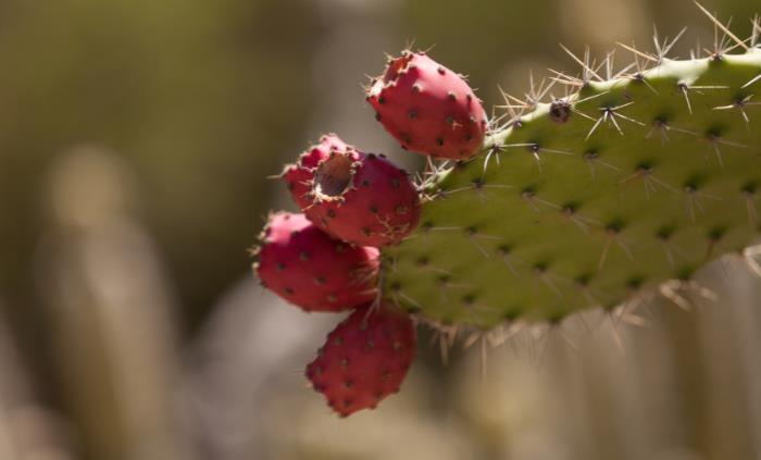 Texas native plants - 5. Prickly Pear Cactus (Opuntia)