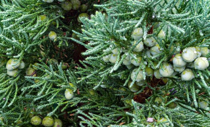 Texas native plants - 6. Eastern Red Cedar (Juniperus virginiana)