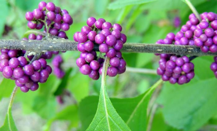 Texas native plants - American Beautyberry (Callicarpa americana)