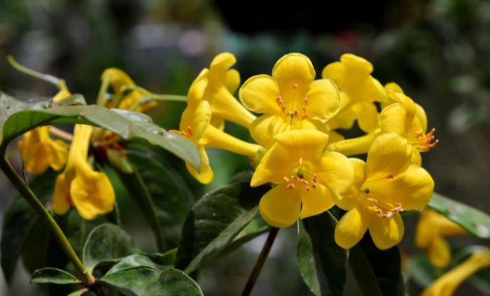 Texas native plants -  Esperanza (Tecoma stans)