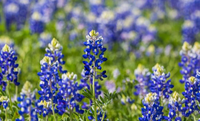 Texas native plants - Texas Bluebonnet (Lupinus texensis)