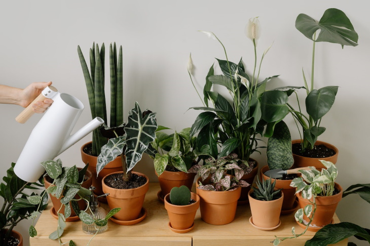 How to Water Houseplants While You’re Away many plants on a shelf