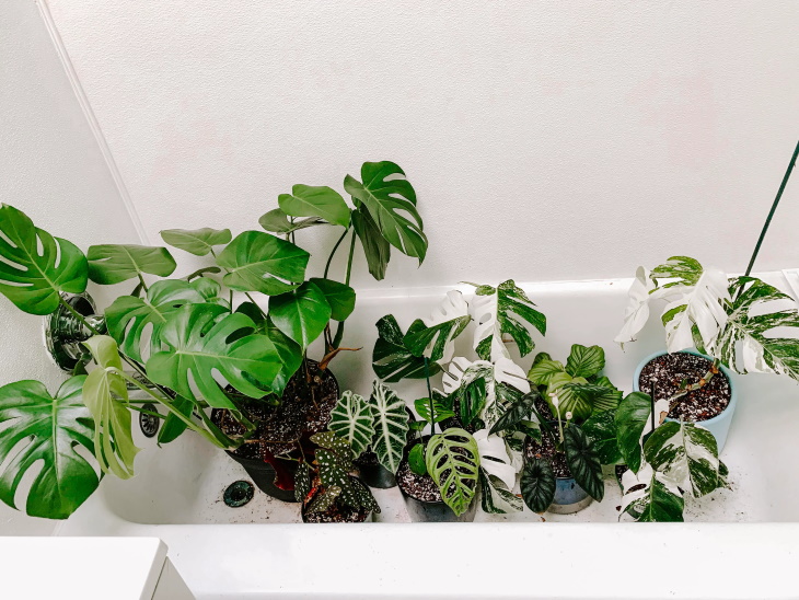 How to Water Houseplants While You’re Away bathtub full of plants