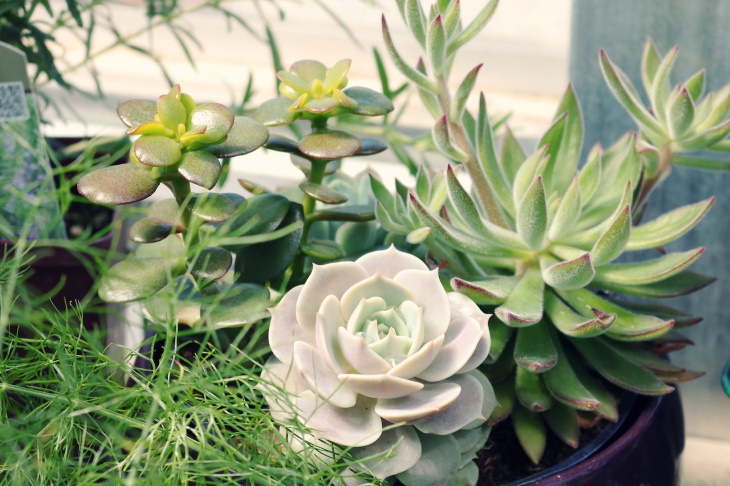 How to Water Houseplants While You’re Away succulents