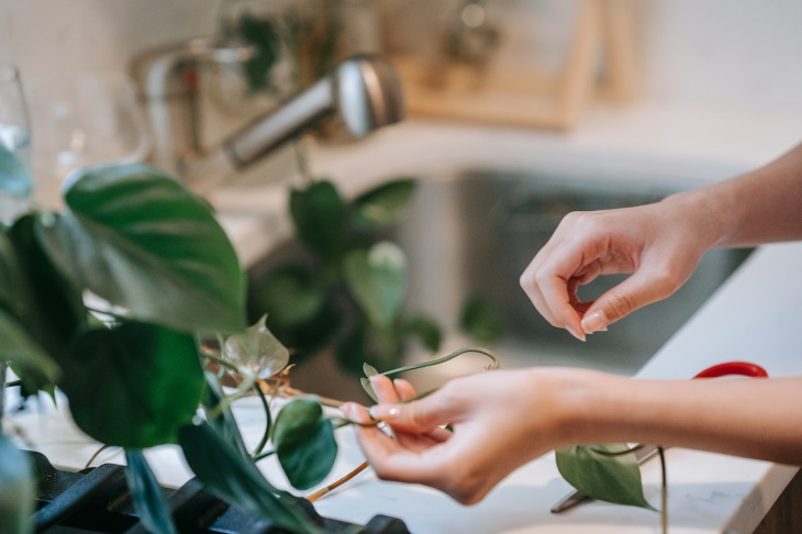 How to Water Houseplants While You’re Away pruning