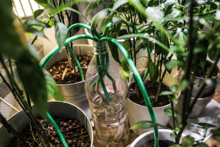 How to Water Houseplants While You’re Away water-wicking method