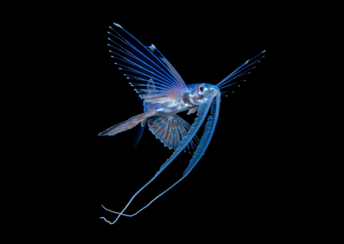 Steven Kovacs - “Fu Manch” Flyingfish off Kona, Hawaii
