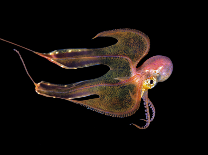 Steven Kovacs - Female blanket octopus in Palm Beach, Florida