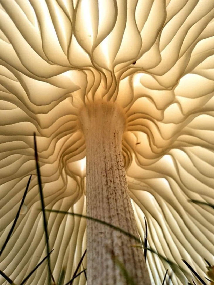 Unique Perspective, mushroom cap
