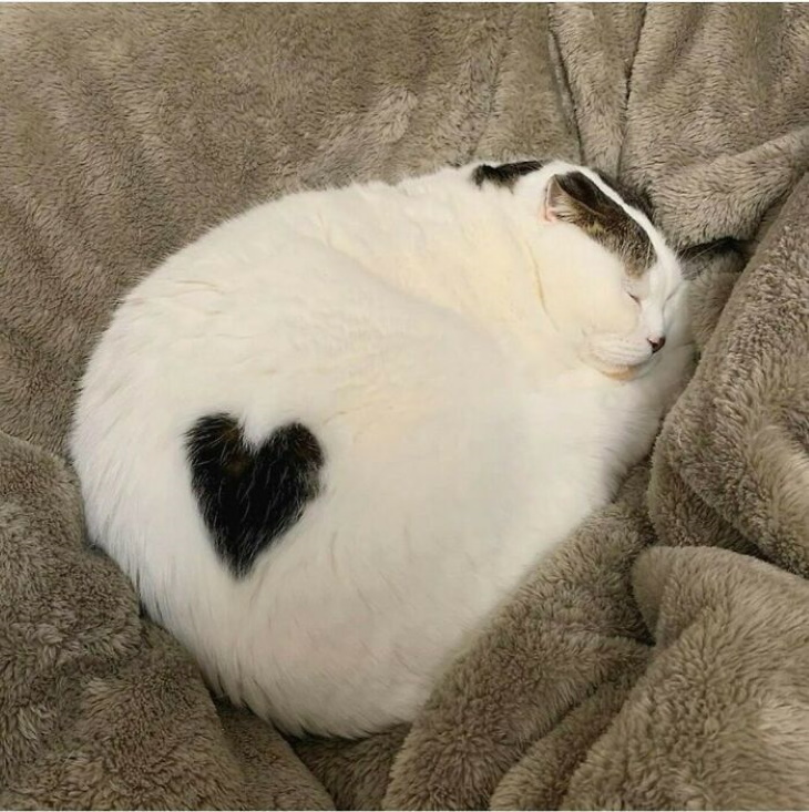 Kitty Logic cat heart