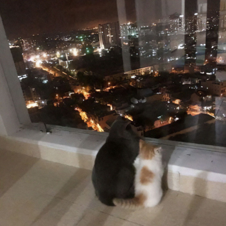 Kitty Logic cat and kitten looking at city