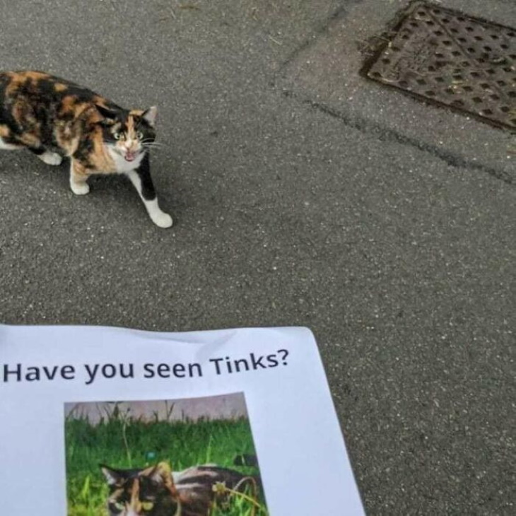 Kitty Logic missing cat poster