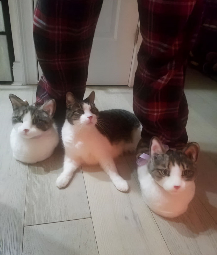 Kitty Logic cat and cat slippers