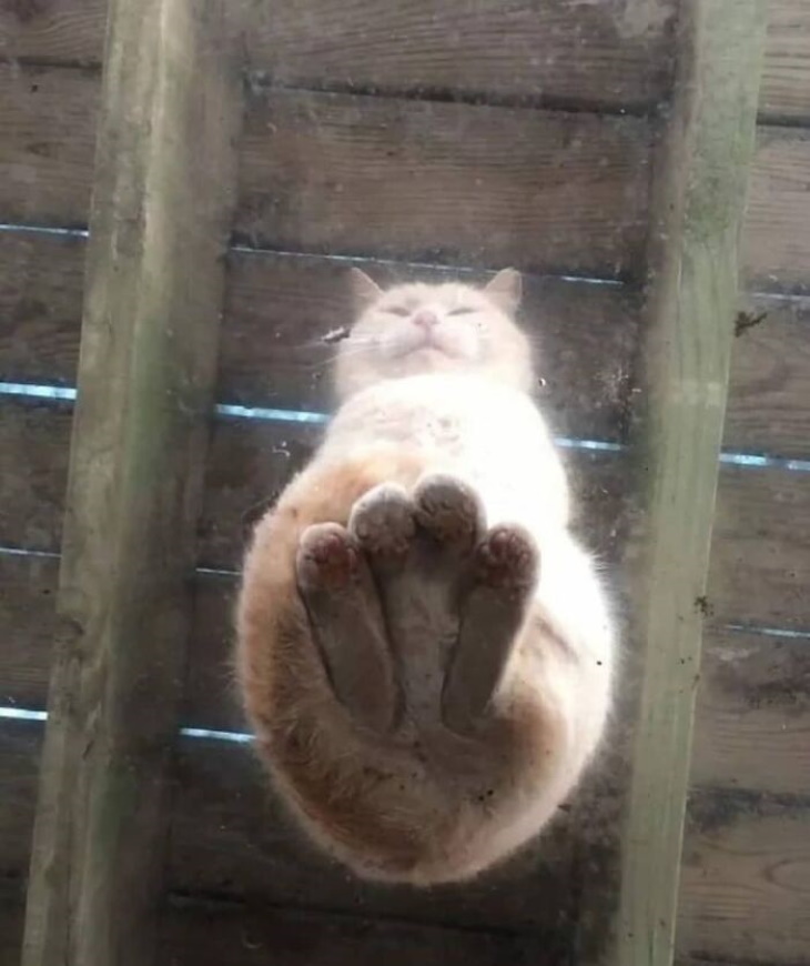 Kitty Logic cat sitting on glass