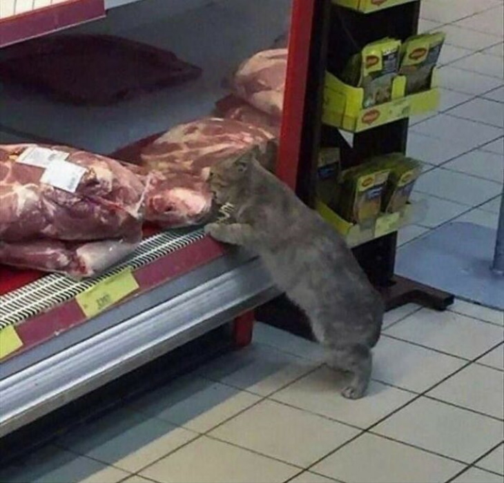 Kitty Logic cat stealing meat