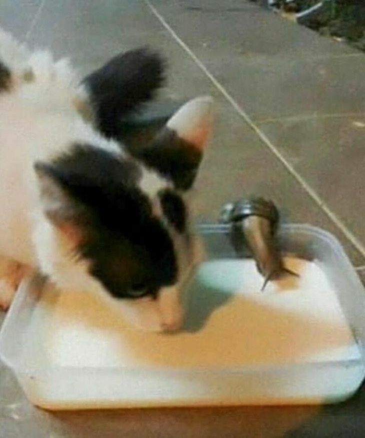 Kitty Logic cat and snail drinking milk