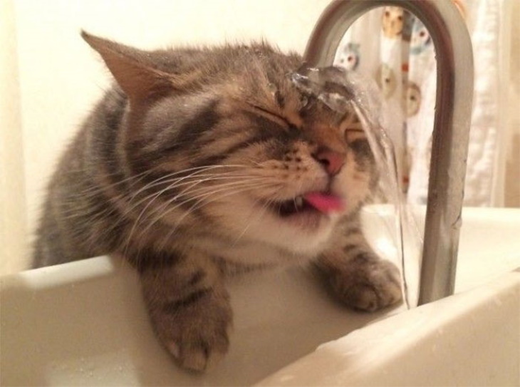 Kitty Logic drinking water fail