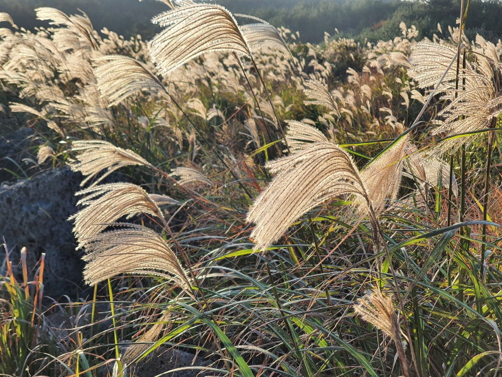 Water Saving Garden Silvergrass (Miscanthus)