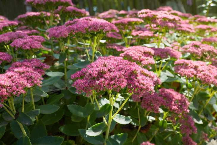 Water Saving Garden Butterfly Stonecrop (Hylotelephium spectabile)