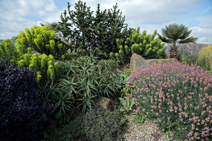 Water Saving Garden cactus garden