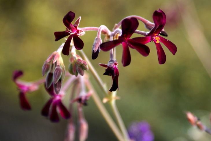 Water Saving Garden South African Geranium (Pelargonium sidoides)