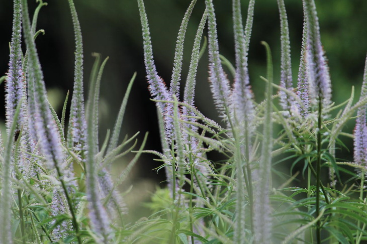 Water Saving Garden Culver's root (Veronicastrum virginicum)