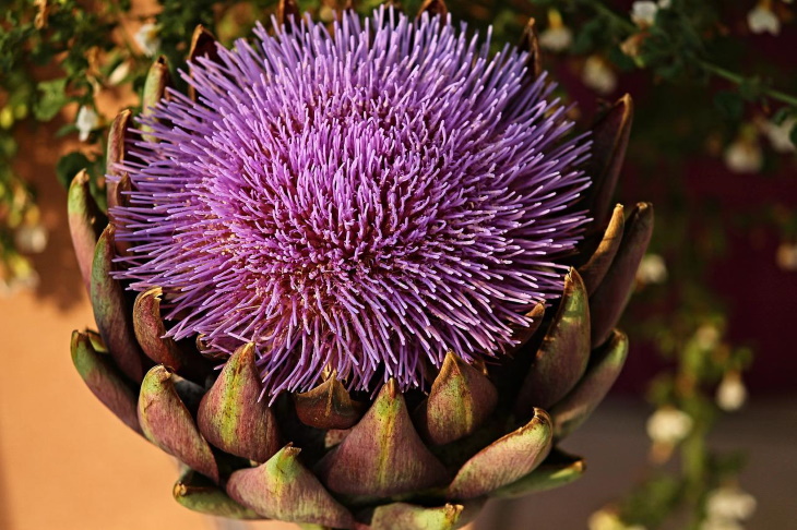 Water Saving Garden Ornamental artichoke (Cynara cardunculus)