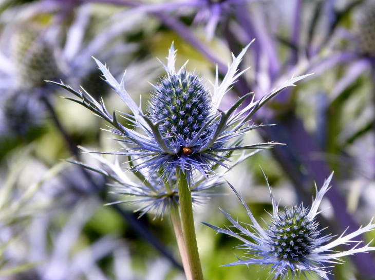 Water Saving Garden Sea Holly (Eryngium planum)